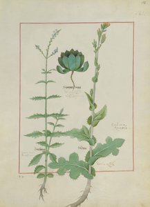 Illustration du Livre des simples médecines par Mattheaus Platearius, c.1470